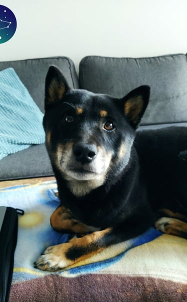 un chien couché sur une couverture sur un canapé