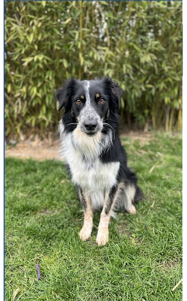 un chien assis sur la pelouse dans le jardin