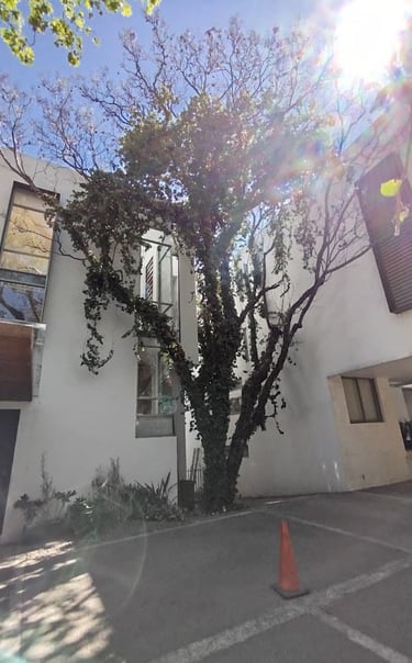 Árbol infestado de muerdago o enredaderas 