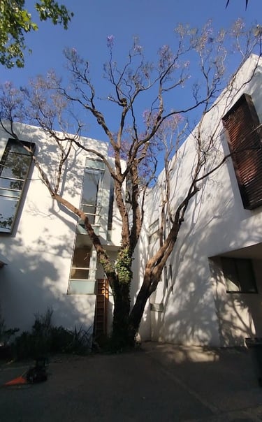 evidencia del trabajo que se le hizo a un árbol. esta limpio y saludable 