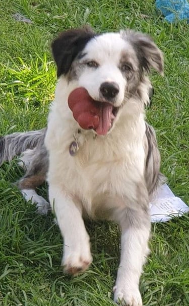  blue merle border collie puppies 