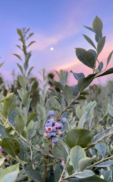 Arándanos frescos madurando en un arbusto en un campo de cultivo bajo un cielo colorido al atardecer