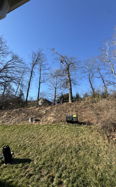 tree-removal-services