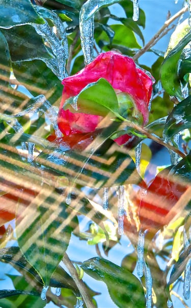 "4 Kurt Mrkwicka" © 2025 Heinz Lechner