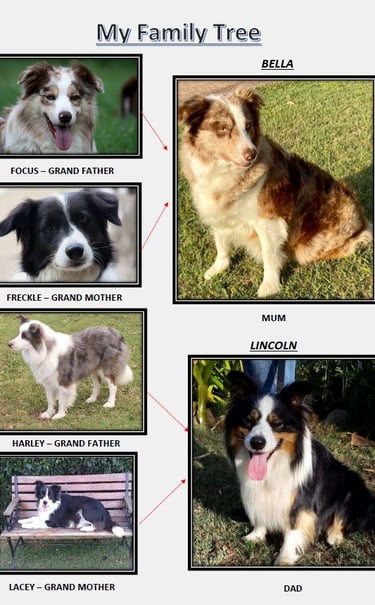 family tree pedigree border collie 