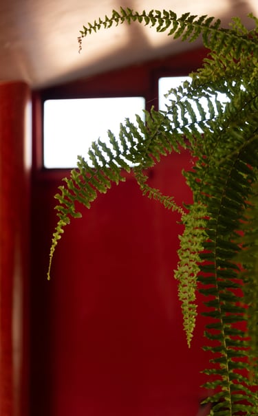 Interno della living room dell’hotel con felci