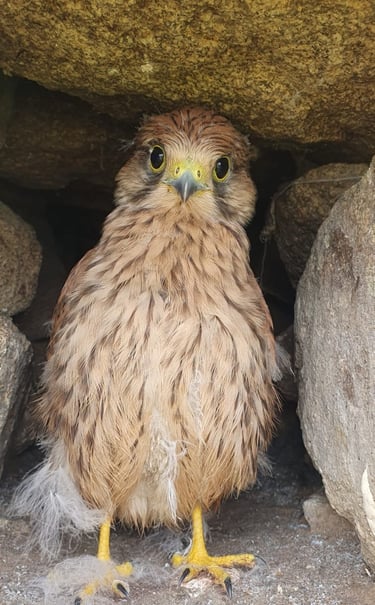 bébé Faucon tres mignon