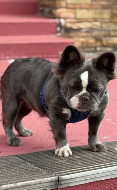 A fluffy long-haired French Bulldog wearing a blue harness stands on red stairs outdoors.