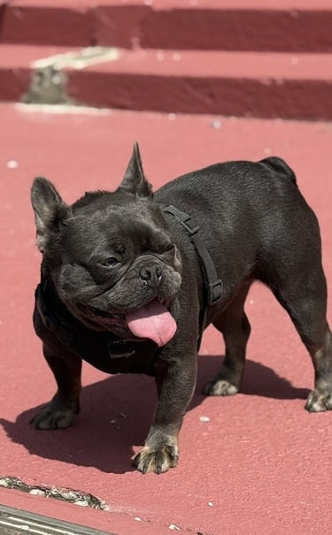 A small blue French Bulldog wearing a harness stands on a red sidewalk with its tongue out.
