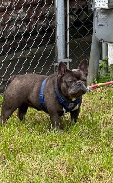 A dark blue French Bulldog wearing a blue harness and pink leash stands on green grass by a fence.