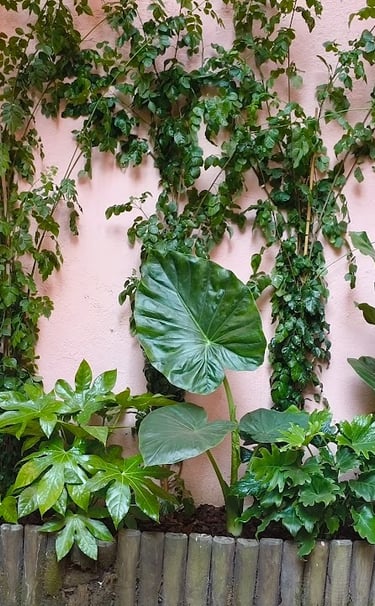Lush green tropical plants including fiddle leaf fig and ivy against a pink stucco wall.