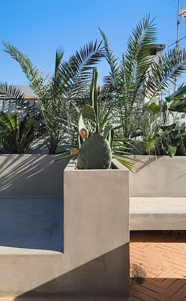 Modern rooftop garden featuring concrete planters with prickly pear cactus and palm trees.