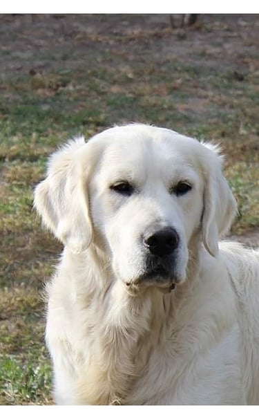 Kennel Sleepysong SKY BOY rocking the posing in nature