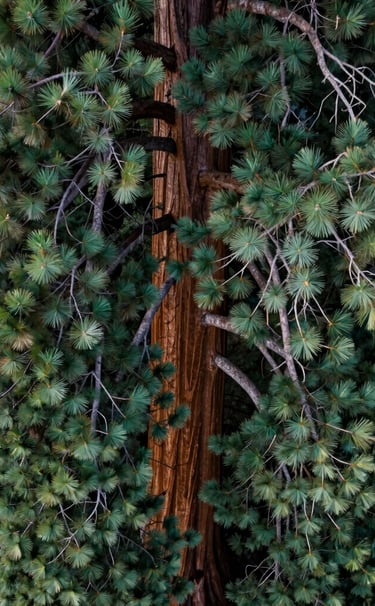 A top-down vertical aerial photograph looking directly into the crown of a giant sequoia tree. The intricate pattern of branches and deep green needles creates a serene, majestic texture. Soft, diffused daylight typical of the US Pacific Northwest.