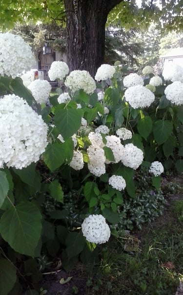 Large white hydrangea blossoms growing on lush green bushes in a sunny backyard garden.