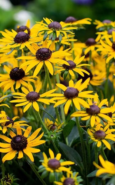 A dense cluster of yellow Black-eyed Susan flowers blooming in a summer garden.