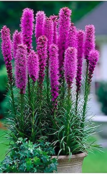 Vibrant purple Liatris spicata blazing star flowers blooming in a garden planter.