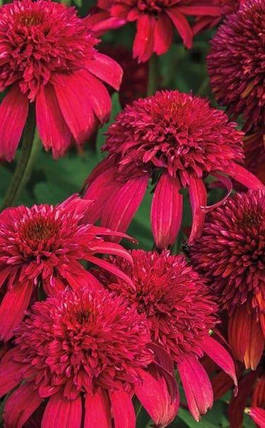 Vibrant red double-flowered Echinacea Hot Papaya coneflowers blooming in a summer garden.