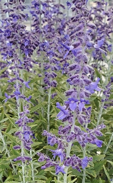 Close-up of vibrant Russian Sage flowers with purple blooms and silvery-green foliage in a garden.