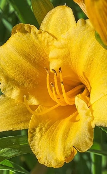 Vibrant yellow daylily flower blooming in a sunny garden with green foliage background.