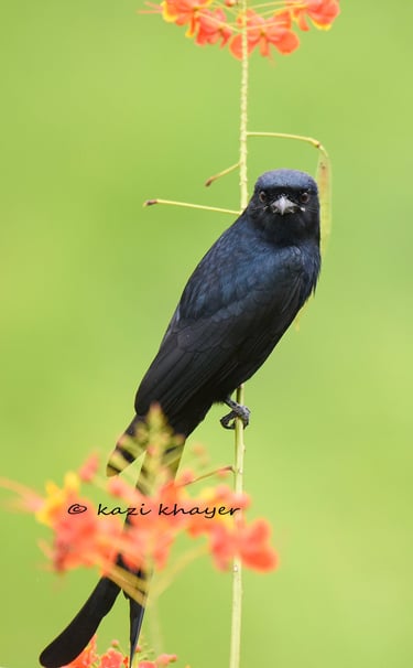 A Drongo bird.