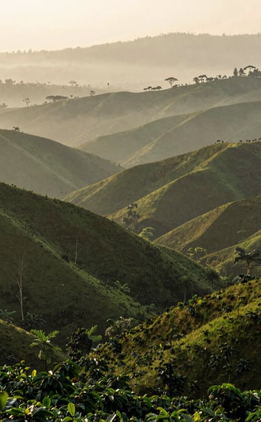 Wide angle landscape photography of rolling green coffee hills in a South American / Latin valley under soft morning mist, elegant and calm composition with layers of deep green and cream light.
