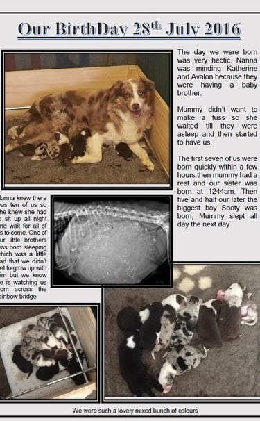chocolate merle border collie 