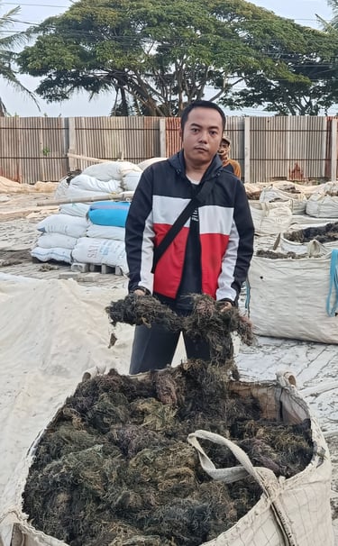 Dried Gracilaria seaweed 15% moisture and 3% impurity for agar-agar and Agriculture production