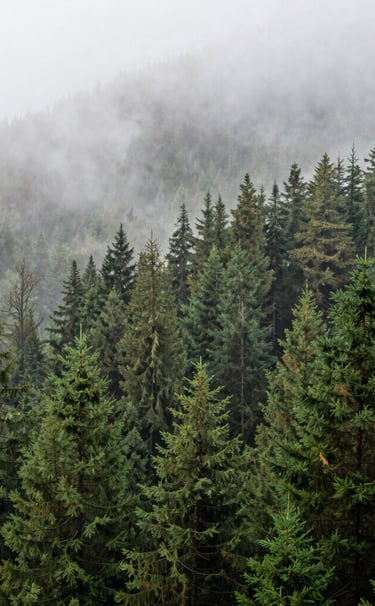 A wide-angle landscape photograph of a misty evergreen forest in the Pacific Northwest, US. Deep forest green trees fade into a light sage fog. Immersive, tranquil, and modern photography style.