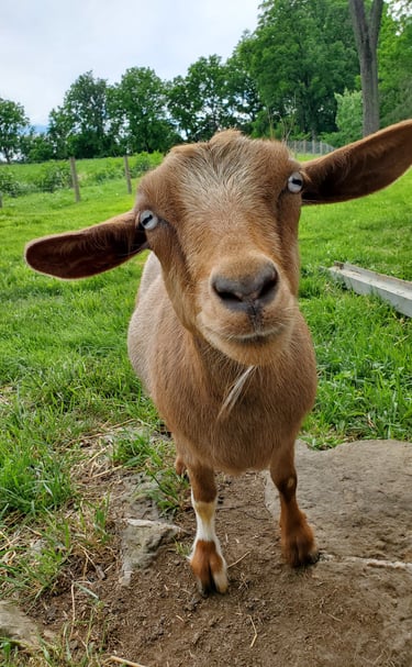 Fainting Goat with Blue Eyes in Myotonic Goat Registry