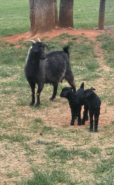 Elinor and Elene (doelings)