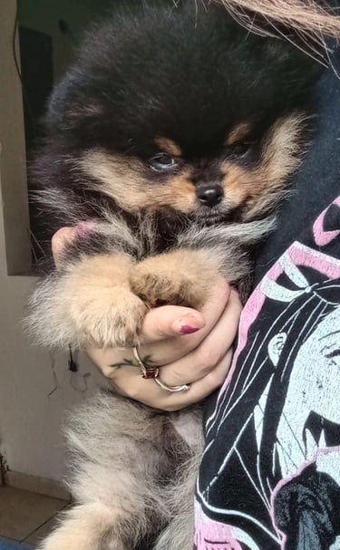criadero pomerania buenos aires