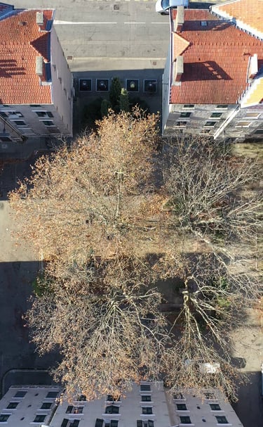 Cité Abbaye Grenoble vue du ciel