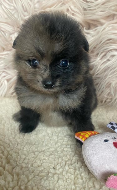 cachorro pomerania venta