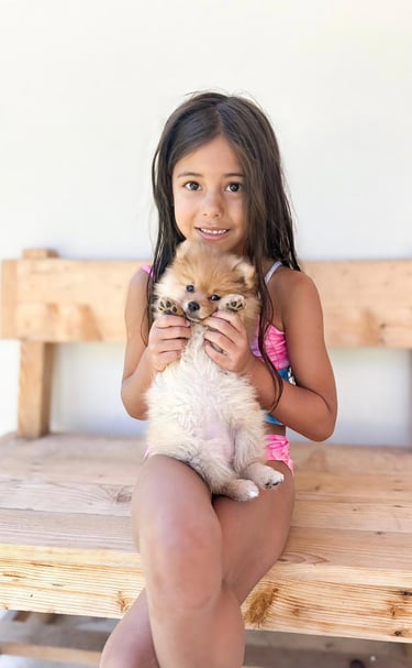 pomerania en venta