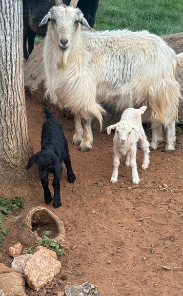 Evan (black buckling), Elise (white doeling)