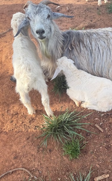 Esau (buckling), Eden (doeling)