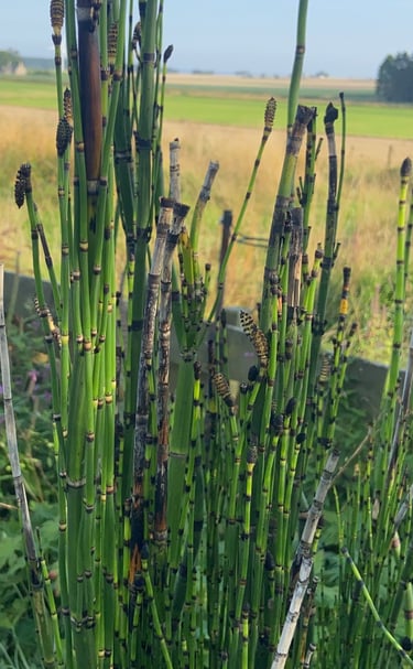 Tall green plants in the garden