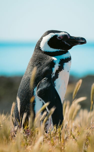 pingüino de Magallanes punta tombo