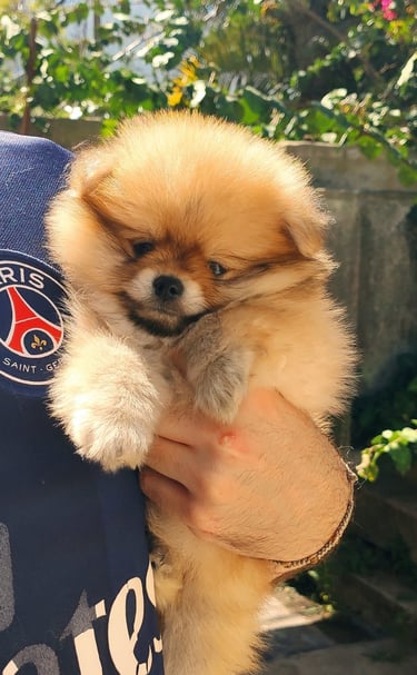 pomerania venta