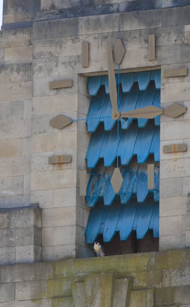 A Peregrine falcon sits on a clocktower ledge.