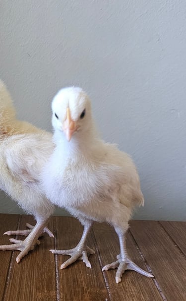 3 bresse chicks with blue legs one chick looking at the camera