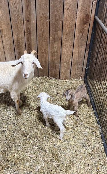 Ebony (brown doeling), Ester (white doeling)