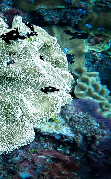 a coral reef with a group of fish swimming in the water