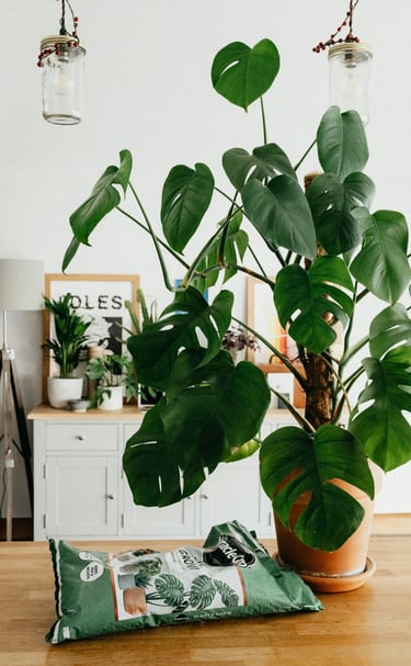 Miracle-gro soil bag next to a Monstera Deliciosa
