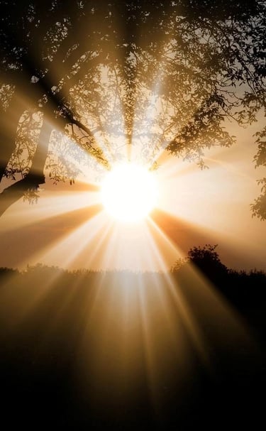 a sunset with a tree and sun shining through the trees