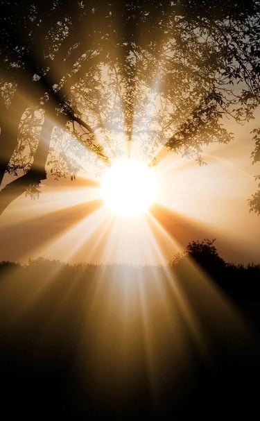 a sunset with a tree and sun shining through the trees