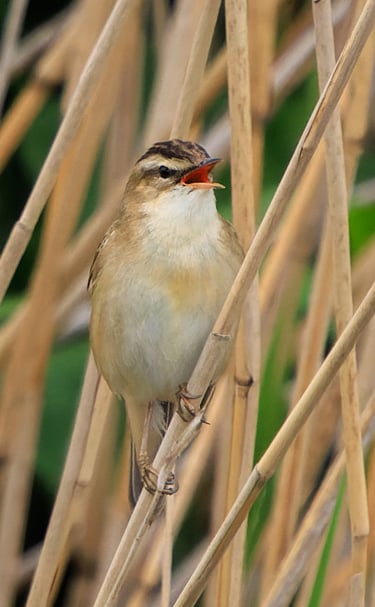 A Sedge warbler singing in a reed bed