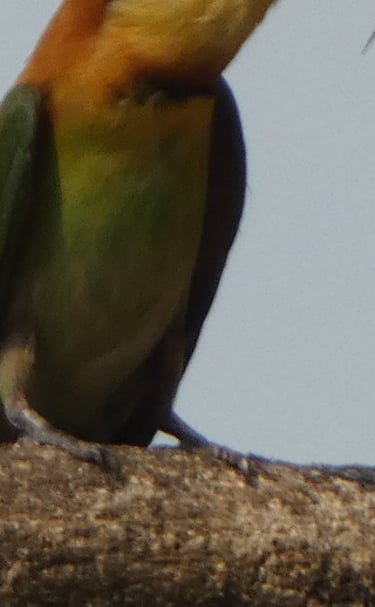Oriental bee-eater