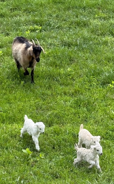 Eloise, Elsa, Enid (doelings)